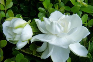 4月养栀子花给它浇点这种水,全年不招虫,花都开满盆