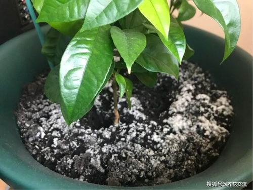 盆土发白结块简单处理技巧,室内养盆栽植物要注意改良土质