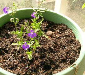 室内养花需给花土消毒