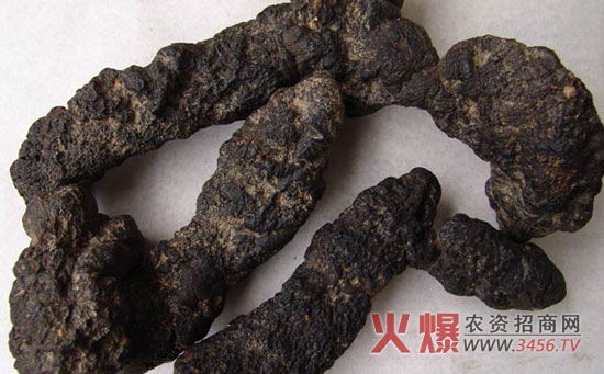 猪苓栽培技术