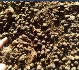 注意 羊粪并不适合直接做肥料