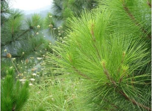 正松堂松针油专家 松针茶的功效与作用