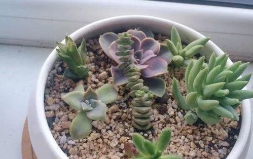 沙子养花好,盆里撒一层,解决小黑飞困扰,根系长得旺 花盆