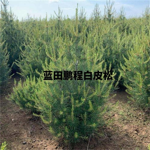 现在白皮松多少钱一棵 1米 1.2米 1.5米 2米 3米 4米白皮松