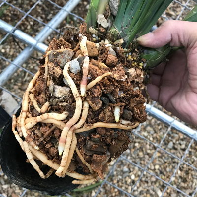 优惠券 十大品牌排行榜 哪个牌子好 淘宝商城 天猫商城精选 京东商城 拼多多商城