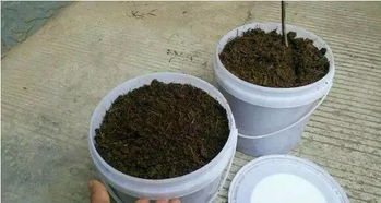20种月季配土方案,教你怎么把月季养好看