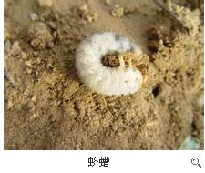 土里面白色椭圆形的虫叫什么