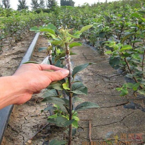 红心苹果苗1公分寒富苹果苗品质好的怎么选择