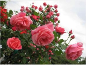 月季花么我欣赏什么