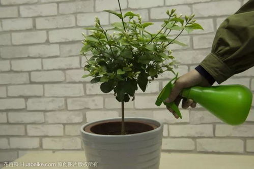 9月快上壮花肥,10天撒一把,新芽蹭蹭往外长