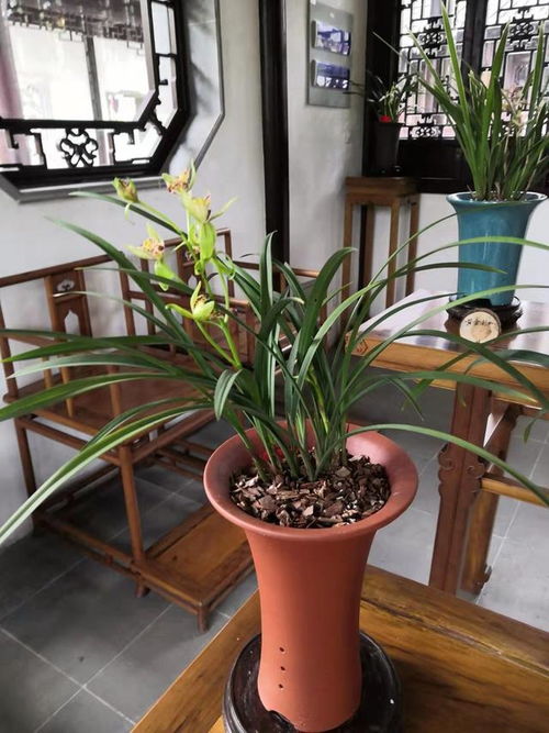 我找到了兰花植料的感觉,不同情况,不同的配方