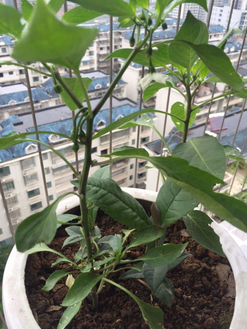 这是我买的多肉植物营养土,发现这土有个好奇怪的现象就是浇水时浇到盆地透水了,但扒开里面的土还是干的