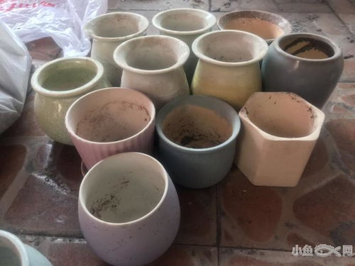 有没有想要多肉花盆的
