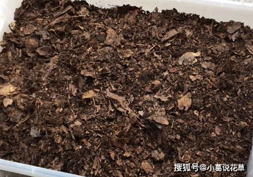 营养土不吸水怎么解决