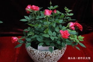月季花不精神了,这样修剪一下再来一波,月季残花的修剪方法