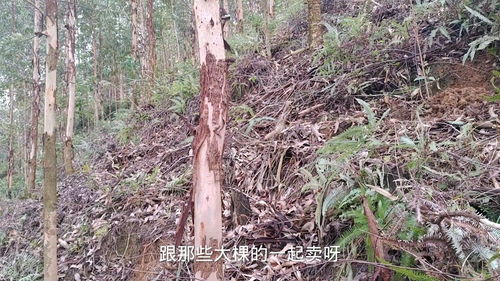 广西小伙几年前种了一批桉树最后一次下肥料,明年就可以卖了 