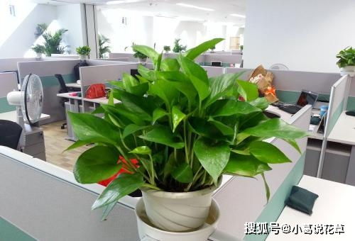 最厉害的养花营养液,给绿萝喝两勺,叶子蹭蹭窜不停