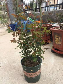 藤本月季只知鲜花拱门 台长教你DIY爬藤花架,造型千百变哦