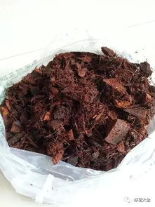 别人家的花总是疯长爆盆,为什么 原来他偷偷的在花盆里放了这些