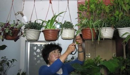 这种万能土,比什么松针土 腐叶土好百倍,用它养花,养啥旺啥 骨粉 