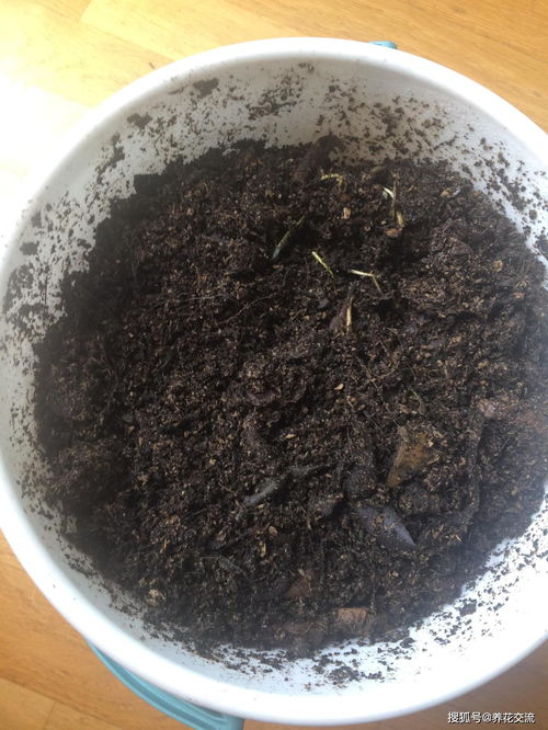 在家里自制堆肥桶,菜叶 果皮和落叶都能变成有机肥料
