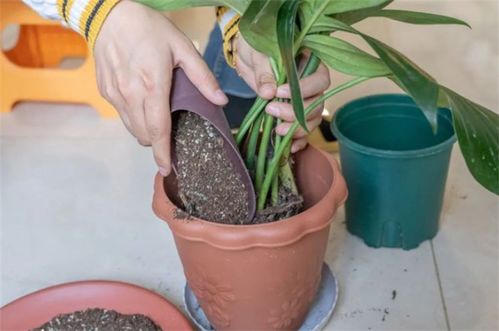 椰砖土适合养什么植物