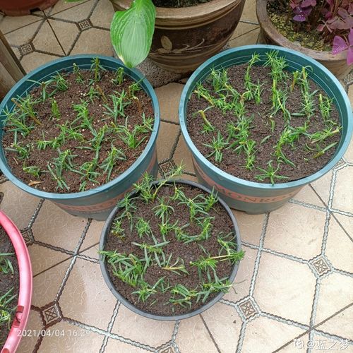 秋天扦插5种花,呼呼冒出 狗牙根 ,明年春天就开花