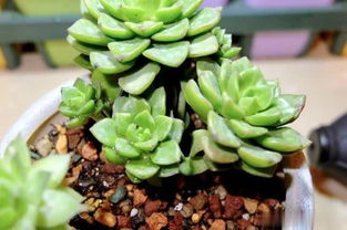 养多肉植物的新手们 善用铺面石这3个技巧绝对比你之前养的要好