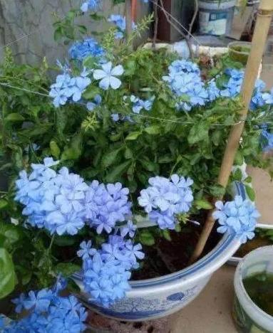 花草又死 原来是这3个原因,这个东西处理好,比营养土好百倍