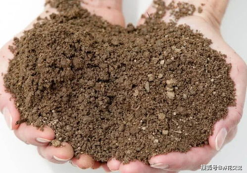 新手养多肉植物需要掌握的8点,别乱养,多看些老玩家的总结
