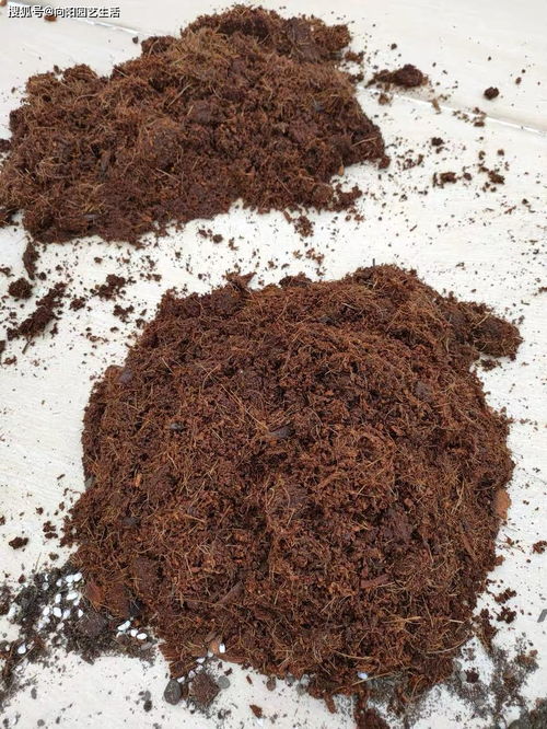 椰糠很便宜,不适合种多肉,别听别人说的,自己要有主见