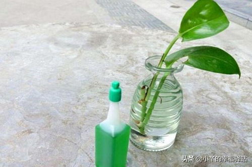 水培植物营养液 如何自制水培营养液