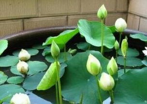 碗莲一般什么季节种植 水培方法是怎样的
