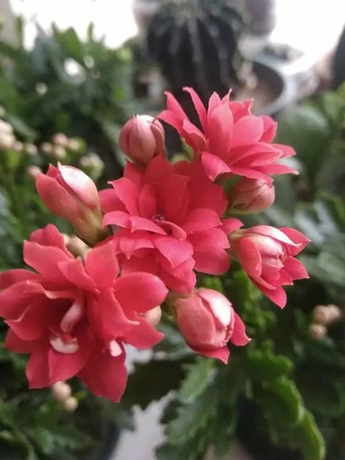 适合懒人种植的花,不用管也能爆棚养一盆