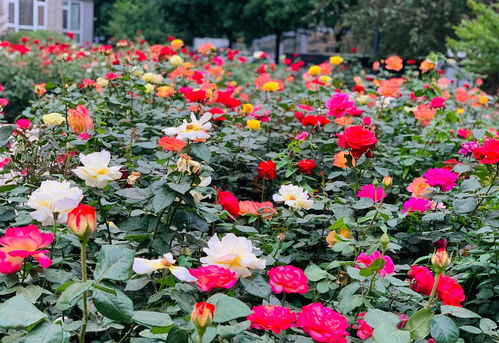月季苗什么时候种好 夏天能移栽月季苗么