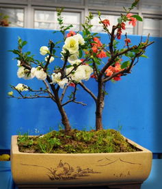 家里养花极其讲究,5种花镇宅旺财,三种花是大忌