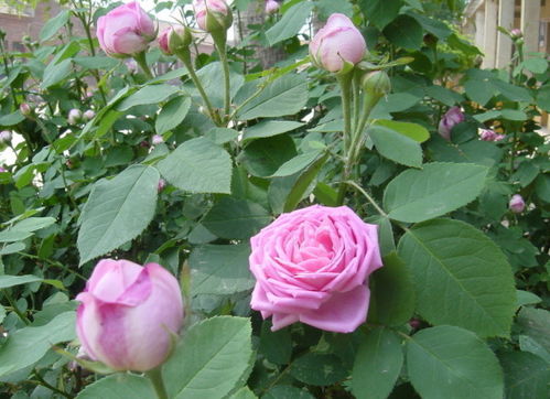 月季花的叶子是什么形状
