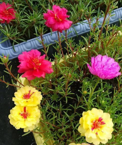 学会1招,1根排水管,就能将太阳花养成 花桩 ,四季开花好看