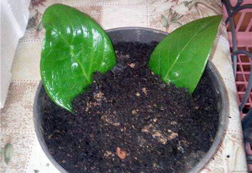 3种常见的植物,扦插繁殖不用枝条,摘片叶子就能插活