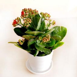 长寿花怎样扦插
