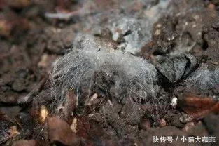 土面上老是长白毛,盆栽植物防治土壤长霉菌的几种秘诀