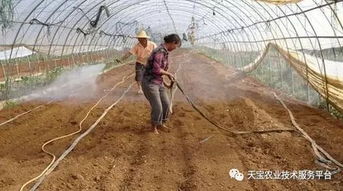 草莓种植十大核心问题解析 仅此一篇,不容错过