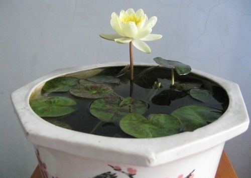 怎么在家中养睡莲