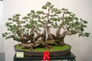 全国盆景展作品,美爆双眼 你可能第一次见