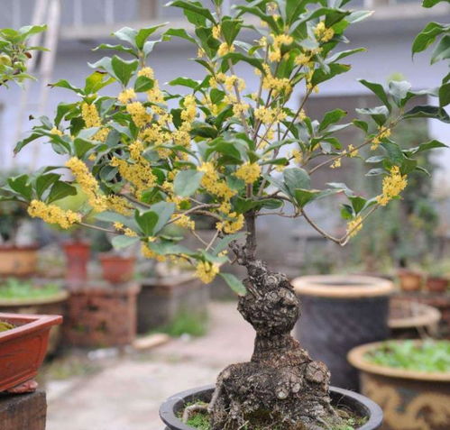冬季养桂花,只需给它做4点,叶片油绿不焦枯,冬季也能蹭蹭长 修剪 问题 温度
