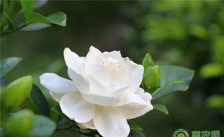 如何养好栀子花 栀子花的养殖技巧介绍