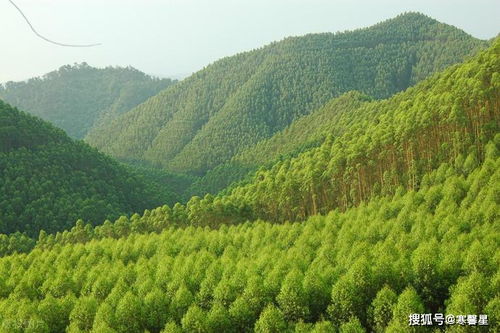 到底是谁把桉树引入中国,又是谁把桉树引入广西