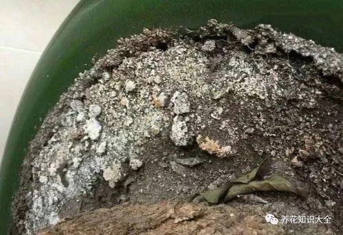 花土表面总是发白,难道是发霉了 原来是它在捣鬼