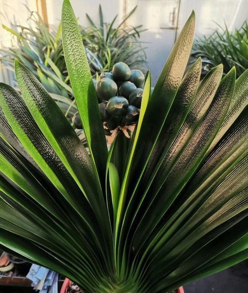 栽君子兰花用什么土最好