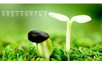 改善菜园土壤问题,还得从本质上解决